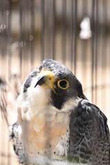 動物園で飼育されているハヤブサ