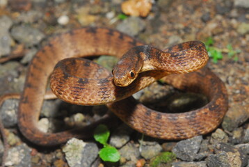 close up of a snake