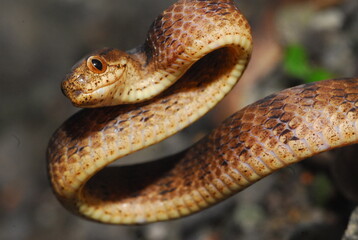 close up of a snake