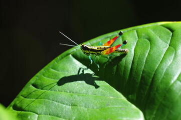 grasshopper on a leaf