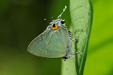 Tit butterfly 
