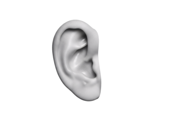 Detailed realistic human ear anatomy in profile viewed from the side isolated on transparent background