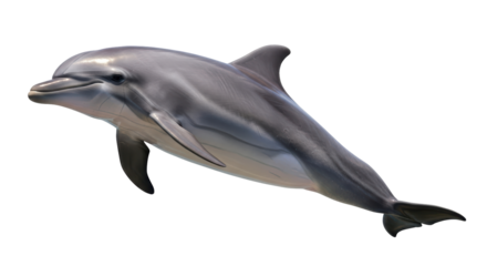 Isolated Dolphin