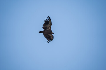Bird of prey soaring in clear blue sky.