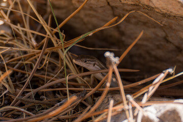 Lagarto pardo salvaje entre hojas secas de pino.