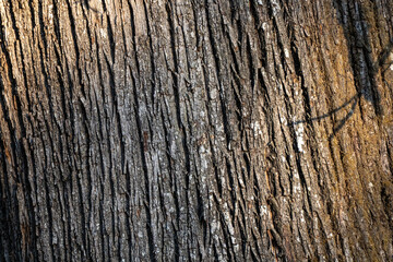 Obraz premium Close-up of rough tree bark texture.