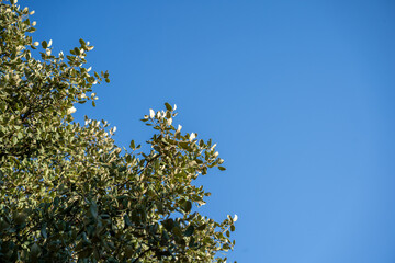Tree branch with green leaves against blue sky.