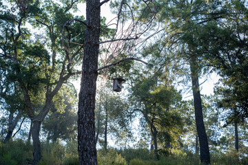 Birdhouse hanging on pine tree in forest.