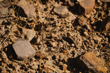 Dry soil with rocks and cracks.