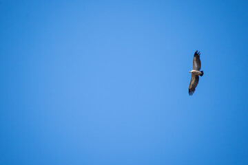 Bird soaring in clear blue sky.