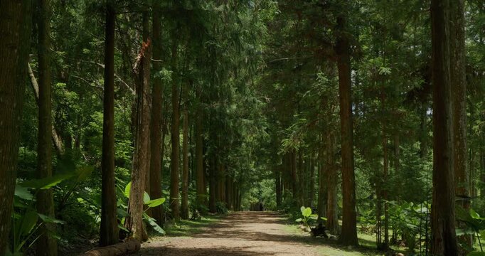Fir Forest Trail: A quiet path where sunlight penetrates through tall trees