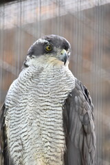 鋭い眼光のオオタカ（大鷹）
