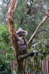 Iconic Australian Wildlife Koala in Its Natural Habitat