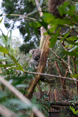 Sleepy Koala Hugging a Tree in Natural Habitat