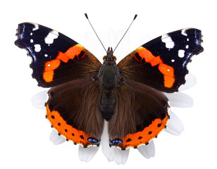 Top-Down View of Dew-Covered Red Admiral Butterfly on Flower, Transparent PNG