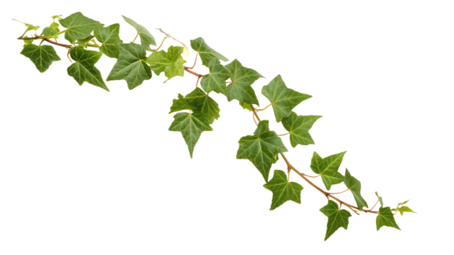 Green ivy branch with lobed leaves isolated on a transparent background plant 2