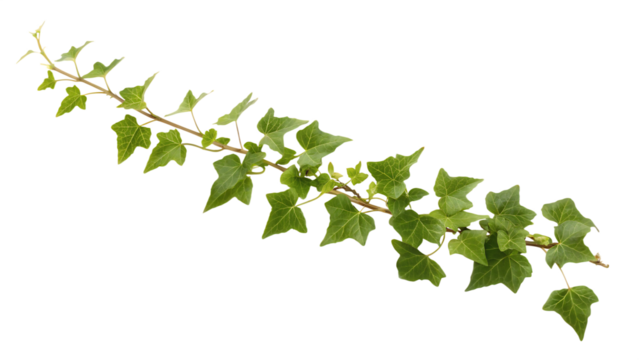 Green ivy branch with lobed leaves isolated on a transparent background plant