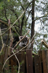 Cute Sleepy Koala Hugging a Eucalyptus Tree in Australia