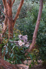 Australian Koala Nestled in a Eucalyptus Canopy