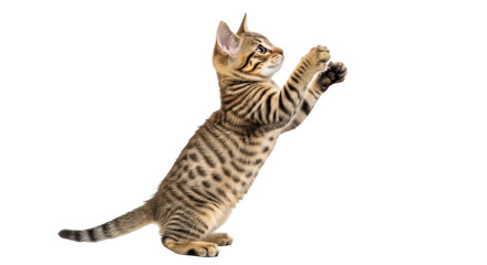 Isolated Kitten Playing © Natalia