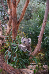 Koala Enjoying Eucalyptus Foliage in Australia