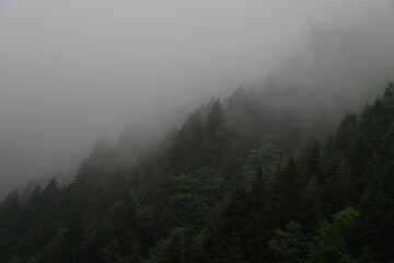 fog in the mountains