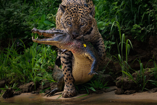 jaguar 