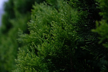 green fern leaves