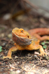 Bearded dragon lizard on Natural Habitat ,Close up image of Inland Bearded Dragon (Pogona vitticeps), Australian Bearded Dragon 