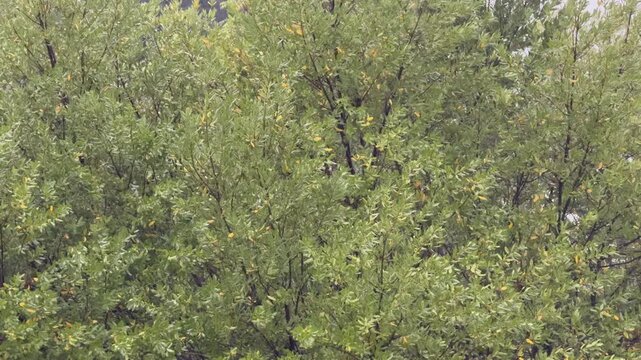 Pioggia torrenziale. Uragano Erin