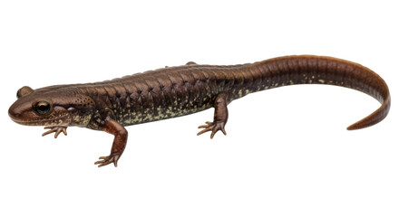 Naklejka premium Isolated Salamander