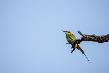 Green bee-eater perched on a dry branch against a clear blue sky in India