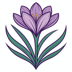 Elegant purple crocus flower with long green leaves in a stylized botanical illustration