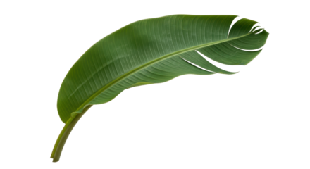 Isolated Banana Leaf