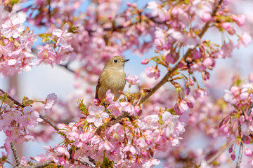 桜の枝にとまるジョウビタキの姿