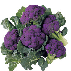  **purple chagree, purple coloured , white  