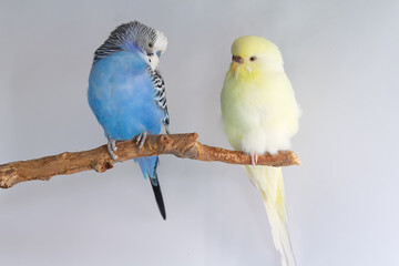 Two budgerigar parakeets perched together on a branch against a white background