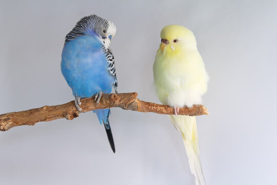 Two budgerigar parakeets perched together on a branch against a white background