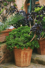Potted plants of Aeonium Arboreum and Aeonium Sedifolium growing in garden in a big pot