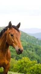 Obraz premium Horse in a mountain landscape