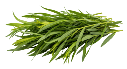 Isolated Tarragon Bunch