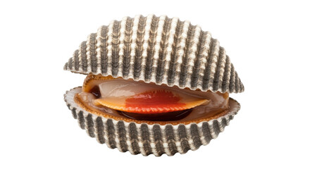 Isolated Open Cockle Shell