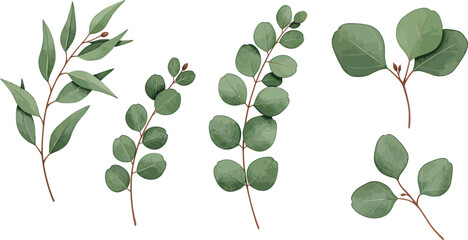 Eucalyptus leaves and branches in various shapes and sizes on white background on transparent background © MIRAJ02