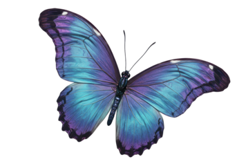 Isolated morpho butterfly artwork close up, colorful wings, natural tones, iridescent beauty