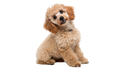 Cute fluffy poodle sitting with a curious expression against on a transparent background