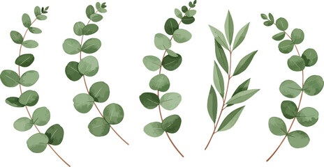 Eucalyptus leaves branches in various shapes and sizes on white background on transparent background © MIRAJ02