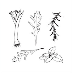 Herbs and Greens Hand Drawn Sketch Set