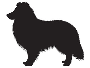 Obraz premium SHETLAND SHEEPDOG SILHOUETTE