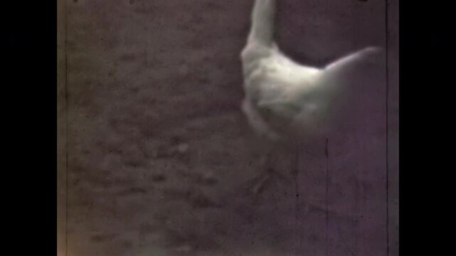 Old film, domestic chickens walking, pecking at farmyard, close-up. Hen poultry searching for food, rural agriculture, free-range farming lifestyle. Vintage archive video. Archival retro 1960s coop