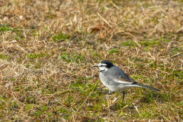 Fototapeta premium 芝生の上を歩くハクセキレイ